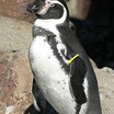 Humboldt Penguin